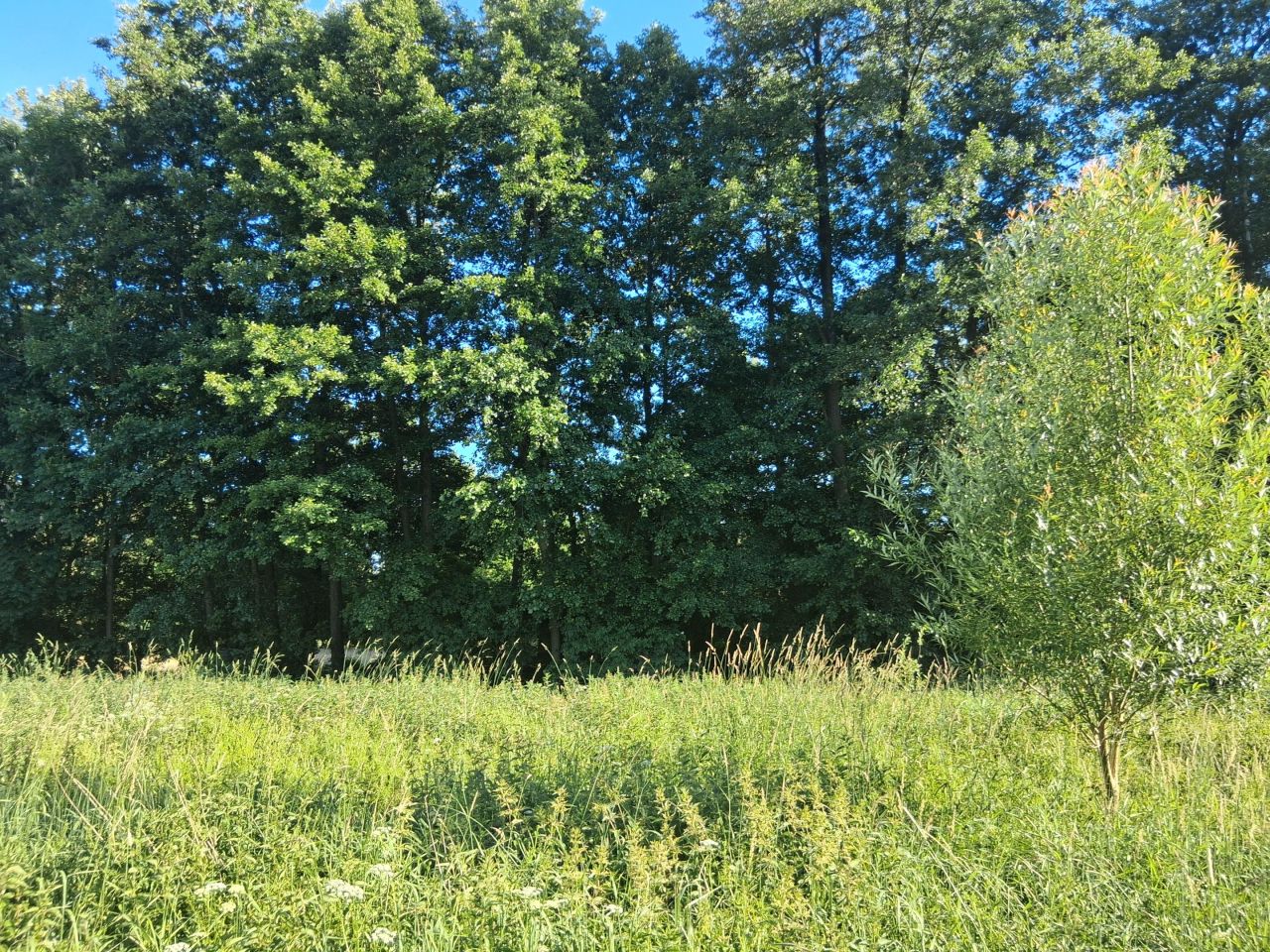 Działka budowlana Stary Tomyśl, Stary Tomyśl. Zdjęcie 1