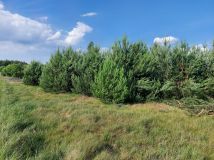 Działka budowlana Glinno kolonia. Zdjęcie 1