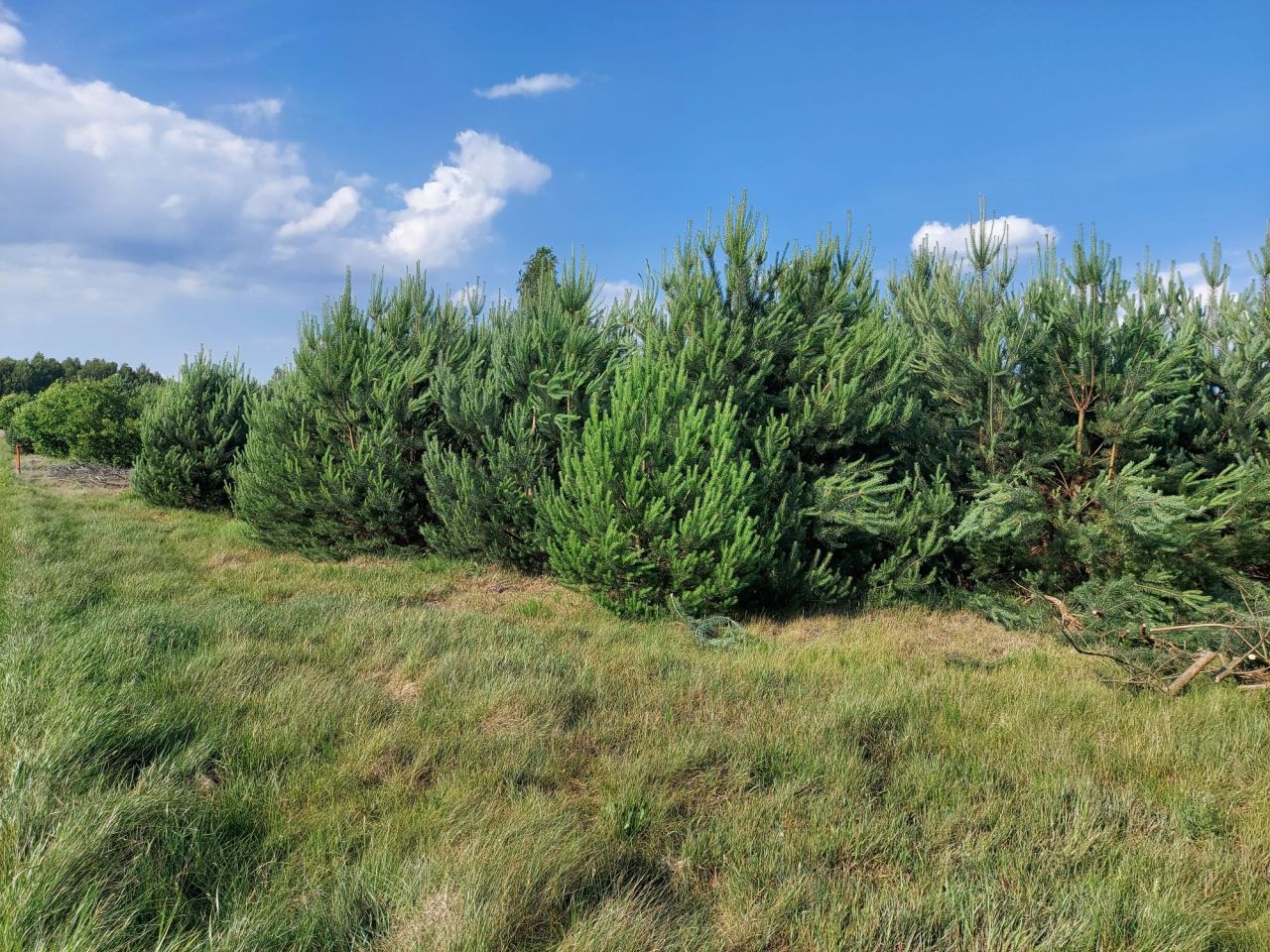 Działka budowlana Glinno kolonia. Zdjęcie 2