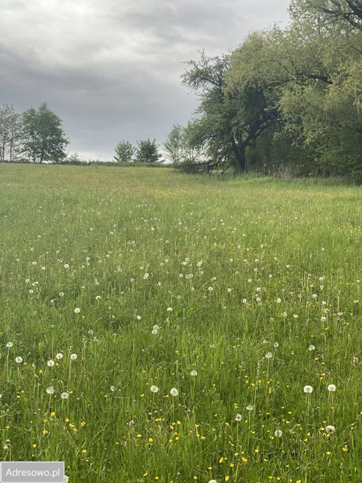 Działka rolno-budowlana Faściszowa. Zdjęcie 4