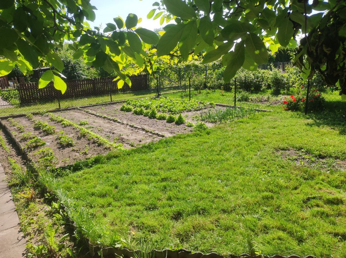 Działka rod Żuromin. Zdjęcie 1