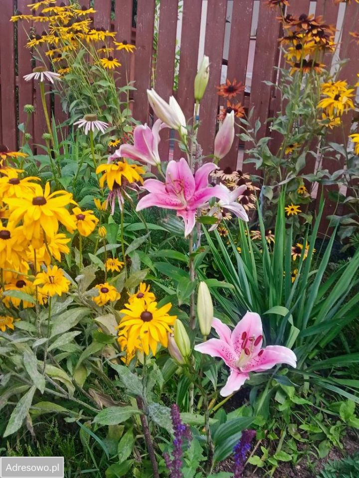 dom wolnostojący, 3 pokoje Zynie. Zdjęcie 4