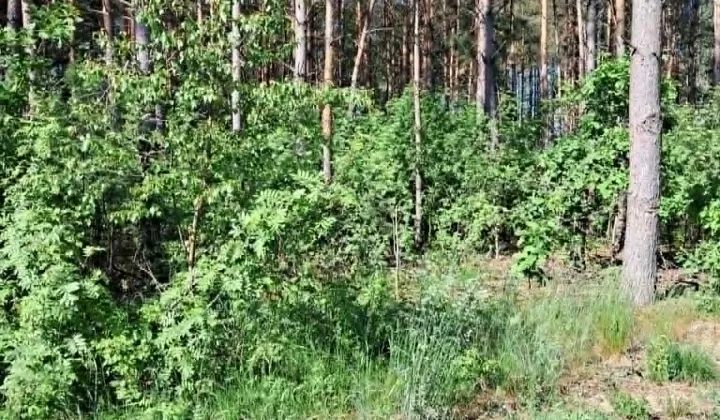 Działka rolna Jaziewo