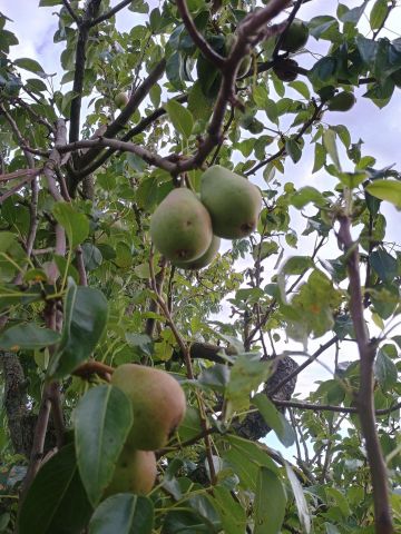 Działka rod Starogard Gdański Centrum, ul. Hermanowska. Zdjęcie 8