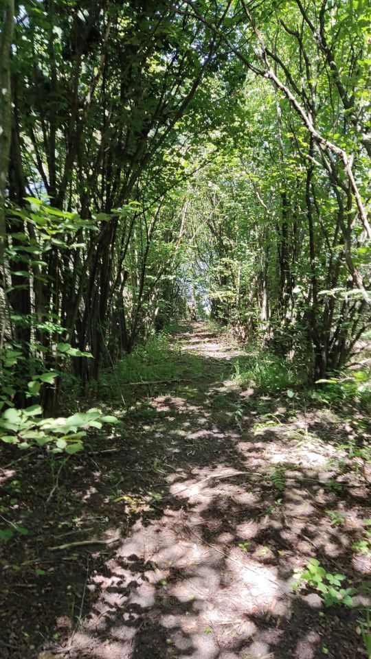 Działka siedliskowa Wola Pniewska. Zdjęcie 3