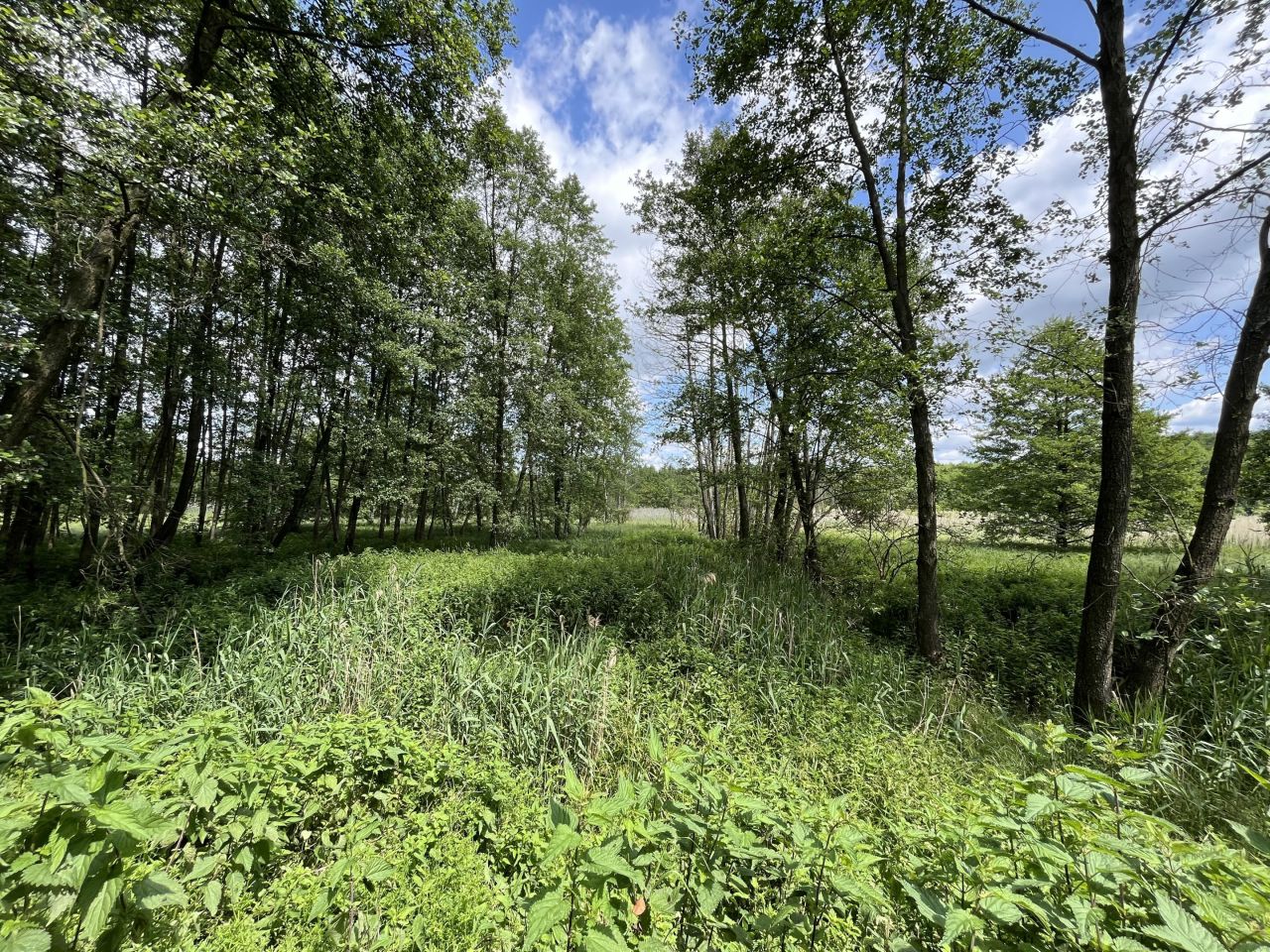 Działka rolna Siennica Nadolna. Zdjęcie 11