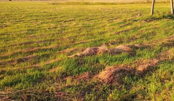 Działka rolno-budowlana Występy