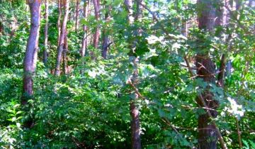 Działka budowlana Sulejówek Szkopówka