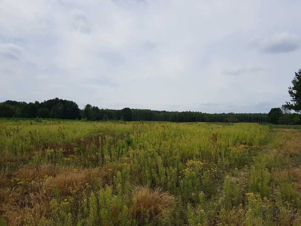 Działka rolna Białki. Zdjęcie 1