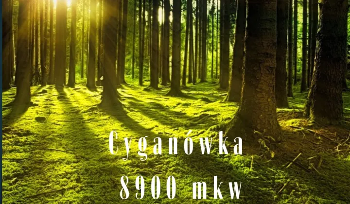 Działka leśna Cyganówka
