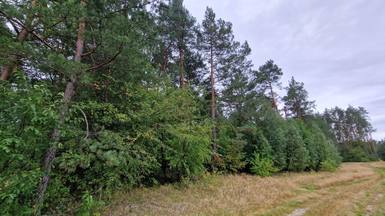 Działka inwestycyjna Wszewilki Pomorska, ul. Leśna. Zdjęcie 8