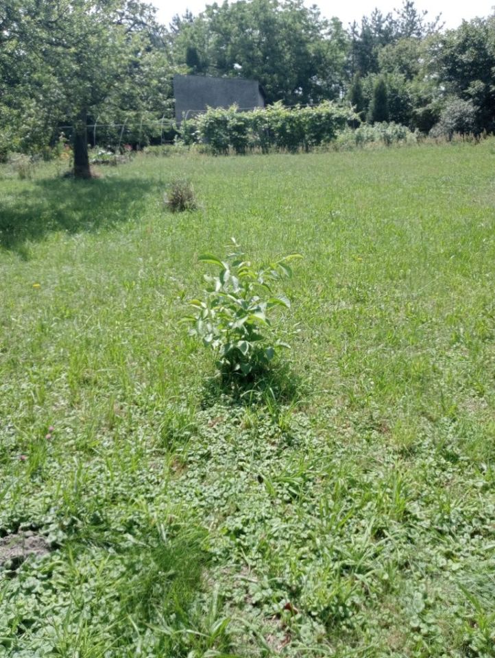 Działka budowlana Gliwice Łabędy, ul. Wspólna. Zdjęcie 5