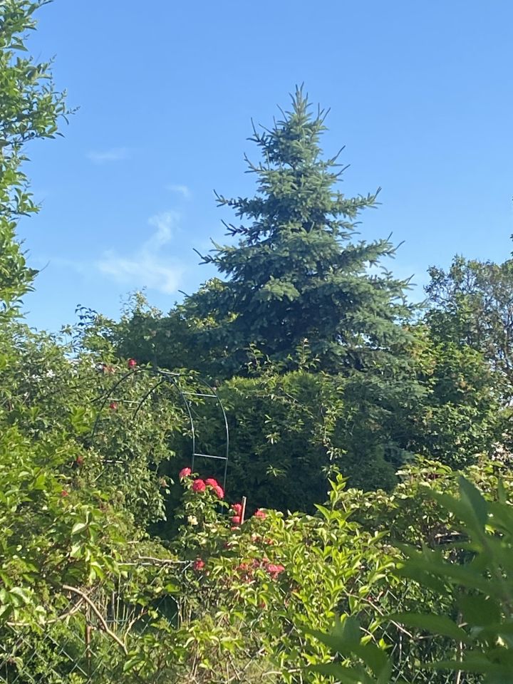 Działka rod Gdynia Mały Kack, ul. Grodnieńska. Zdjęcie 13