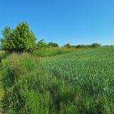 Działka rolno-budowlana Osiecz Mały. Zdjęcie 1
