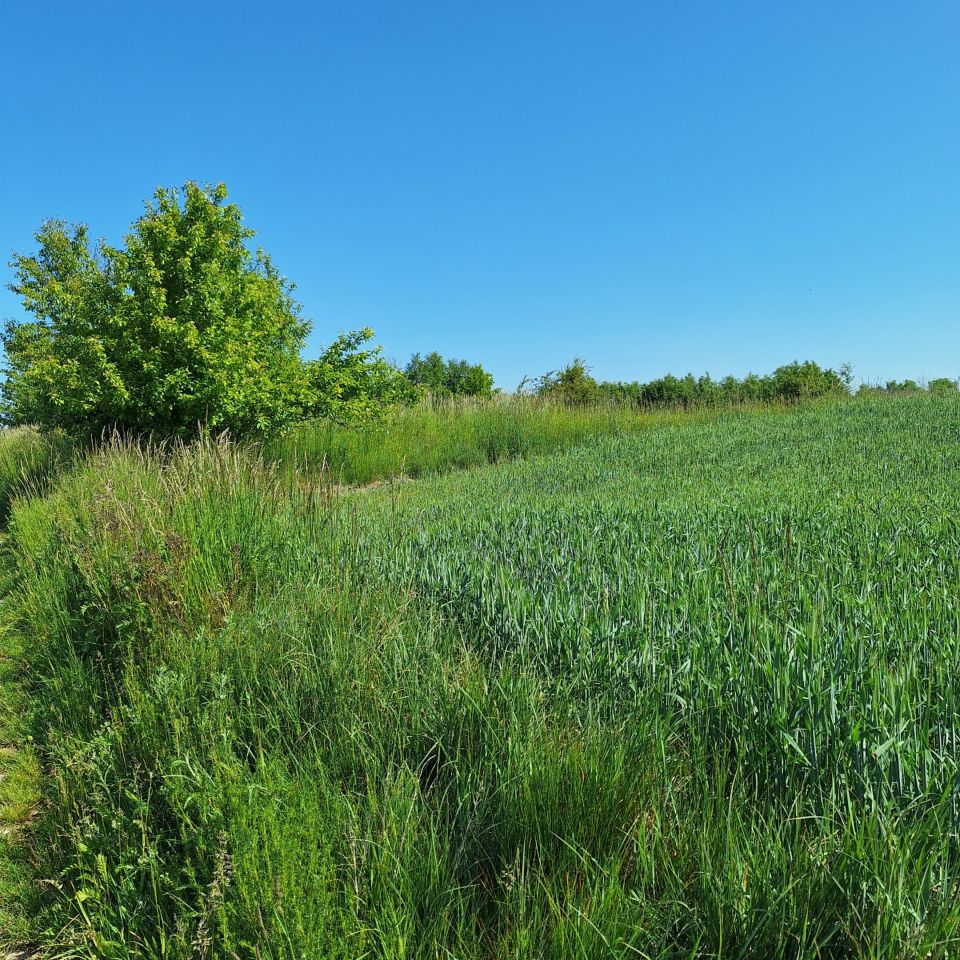 Działka rolno-budowlana Osiecz Mały. Zdjęcie 2