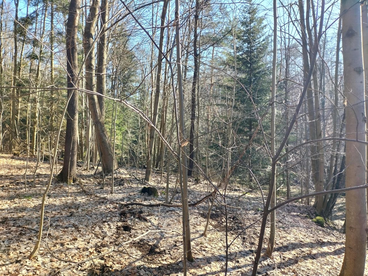 Działka leśna Brzezowa. Zdjęcie 15