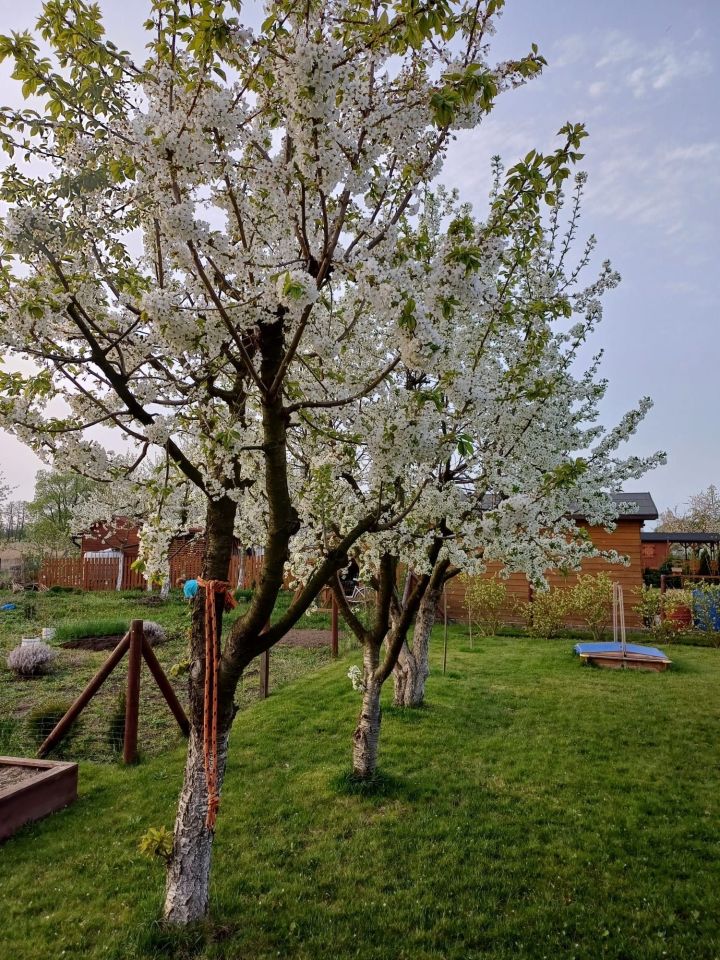 Działka rod Syców, ul. Komorowska. Zdjęcie 7