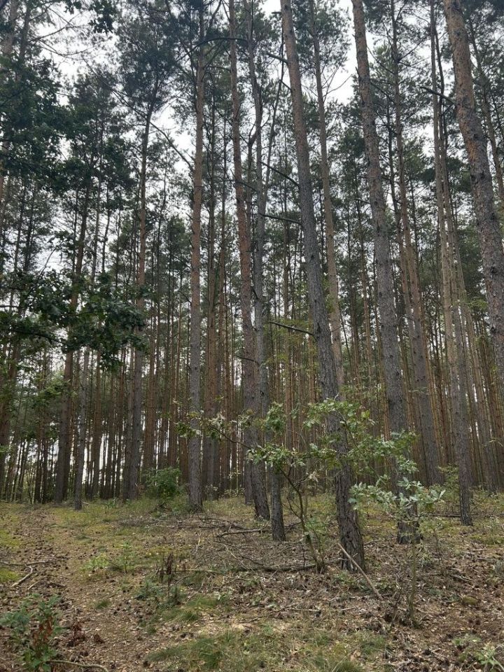 Działka rolna Cicha Góra. Zdjęcie 4