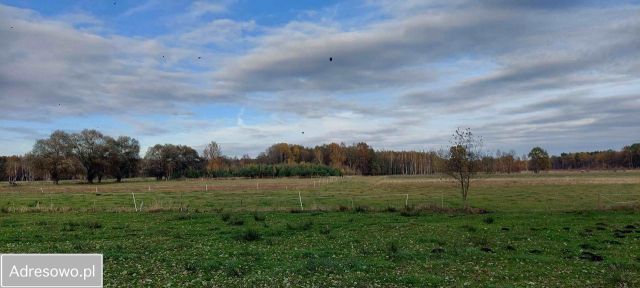 Działka leśna Czepielin-Kolonia. Zdjęcie 1