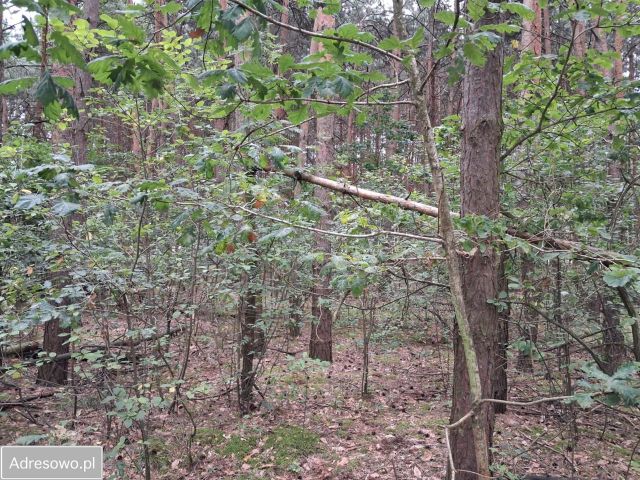 Działka leśna Żabianka. Zdjęcie 1