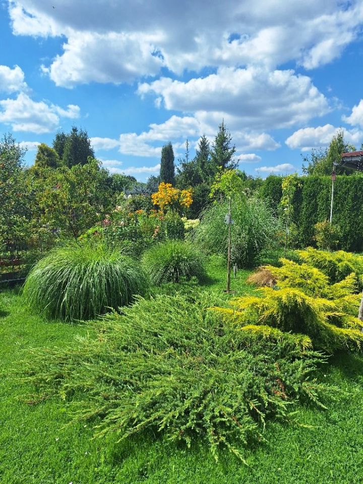 Działka rod Jastrzębie-Zdrój, ul. Wojciecha Korfantego. Zdjęcie 4
