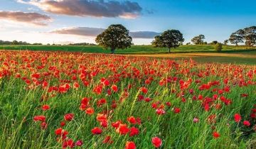 Działka budowlana Nakło Śląskie