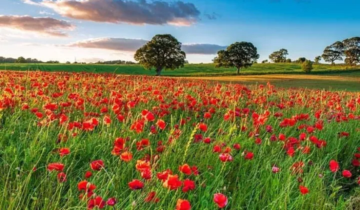 Działka budowlana Nakło Śląskie