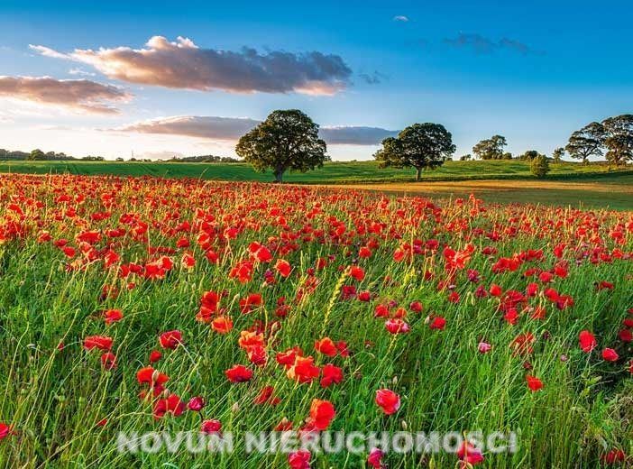 Działka budowlana Nakło Śląskie