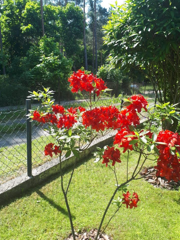 Działka rekreacyjna Piła Gładyszewo, Zalesie