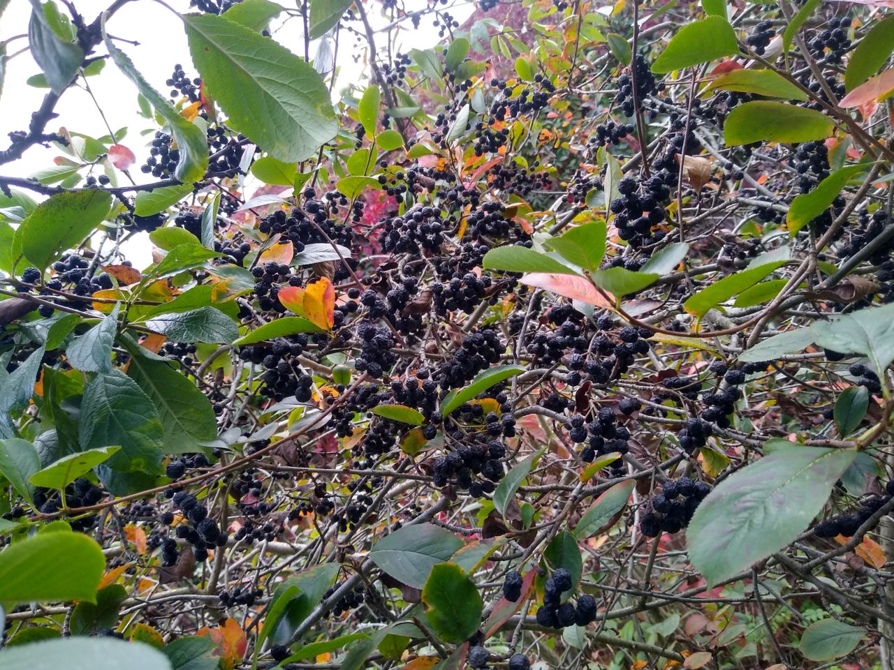 Działka siedliskowa Karczyce. Zdjęcie 6