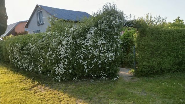 Działka rod Gdynia Obłuże, ul. płk. Stanisława Dąbka. Zdjęcie 15