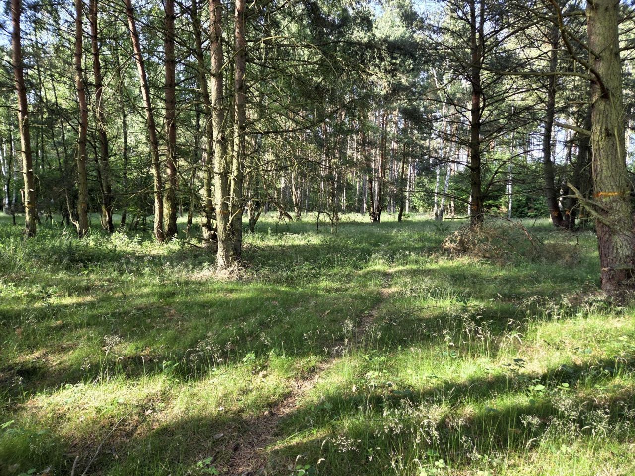 Działka rolna Szczecin Wielgowo. Zdjęcie 4