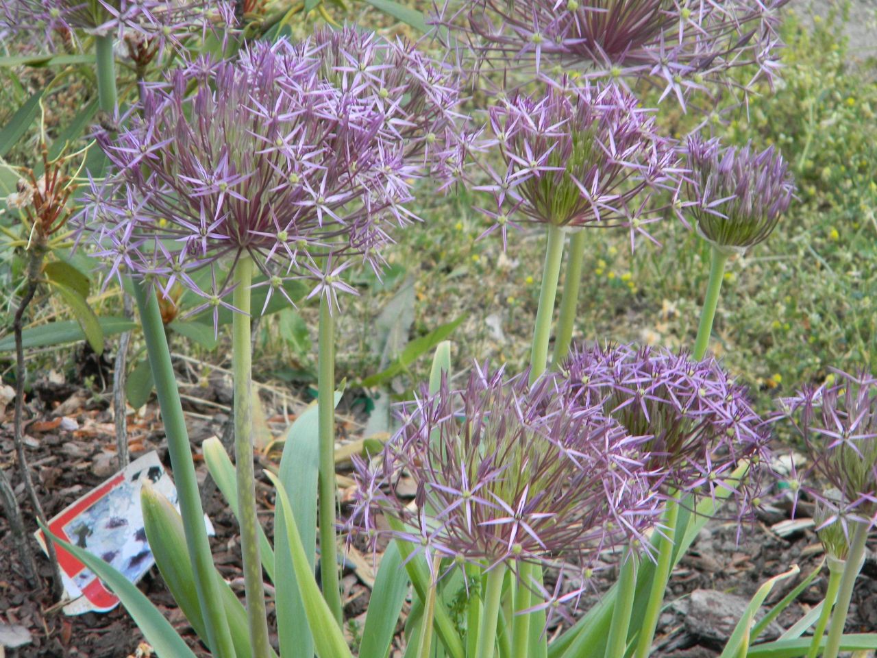 Mieszkanie 3-pokojowe Nagoszewka Pierwsza. Zdjęcie 18