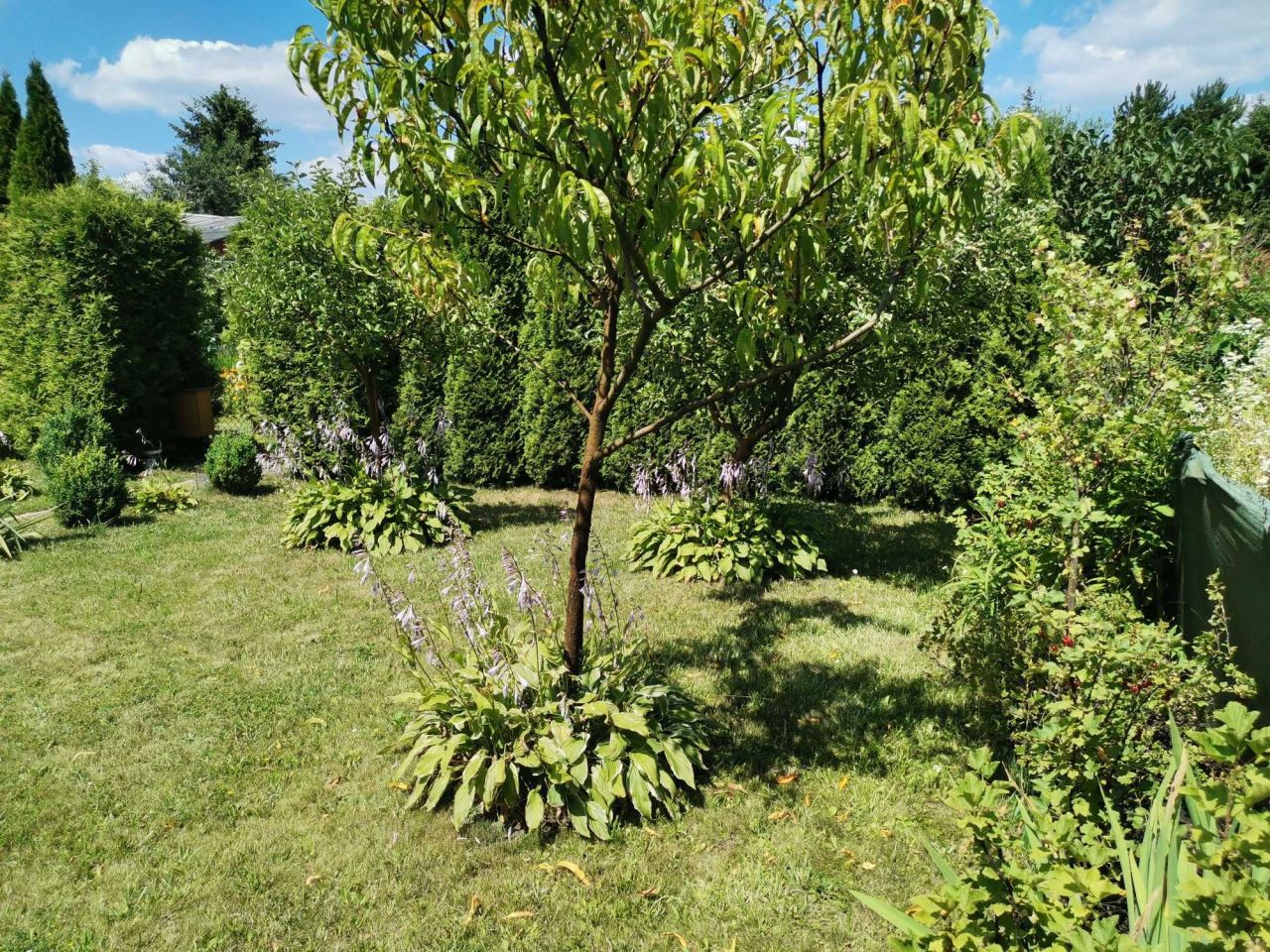 Działka rod Warszawa Targówek. Zdjęcie 8