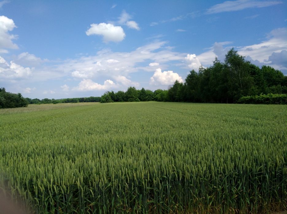Działka rolno-budowlana Tarnów, ul. Świętego Huberta
