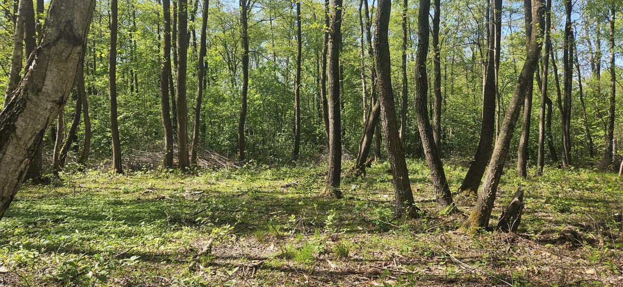 Działka rolno-budowlana Mościska, ul. Radziejowicka