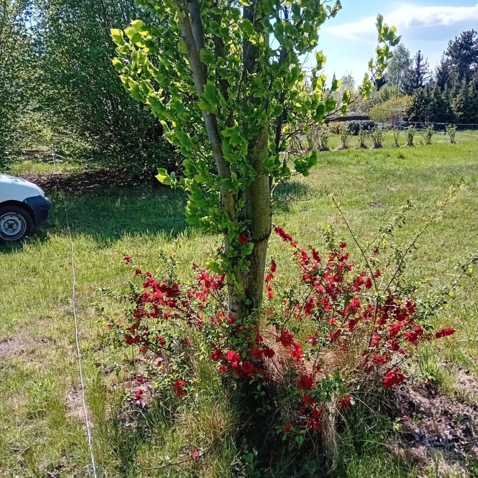 Działka rod Psary. Zdjęcie 3