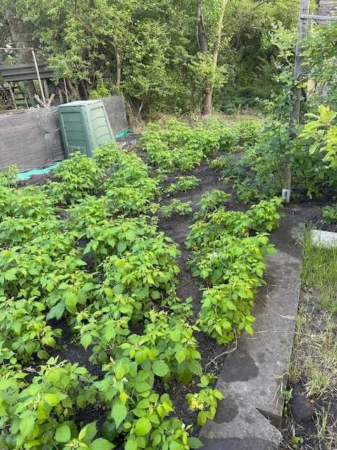 Działka rod Wrocław Krzyki. Zdjęcie 8