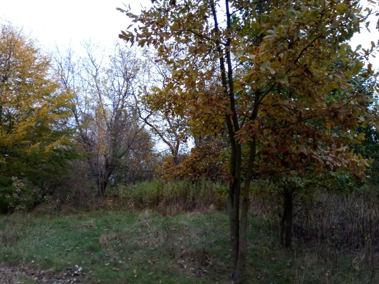 Działka rolno-budowlana Ławeczko Stare. Zdjęcie 10