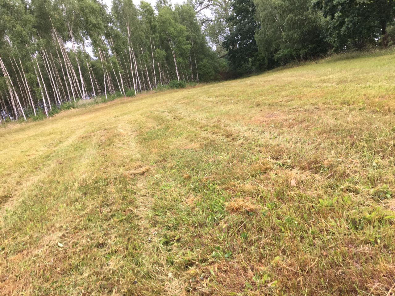 Działka rolna Rydzewo. Zdjęcie 8