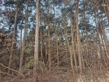 Działka leśna Stok Nowy Stożków. Zdjęcie 1