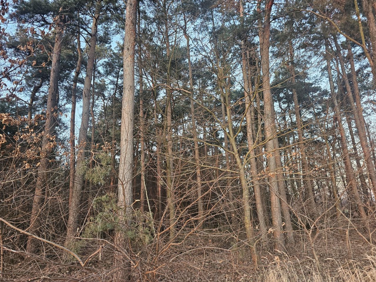 Działka leśna Stok Nowy Stożków. Zdjęcie 2