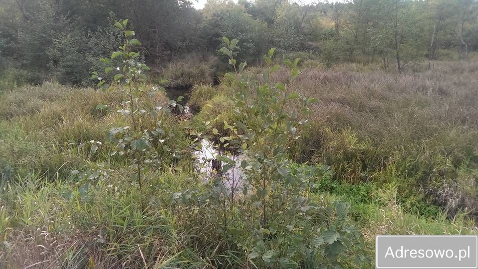 Działka leśna Szczechowo. Zdjęcie 8