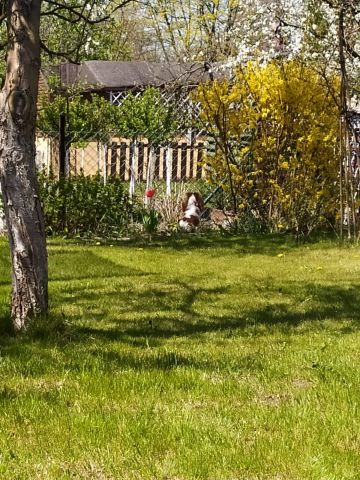 Działka rod Zabrze, ul. Brygadzistów. Zdjęcie 1