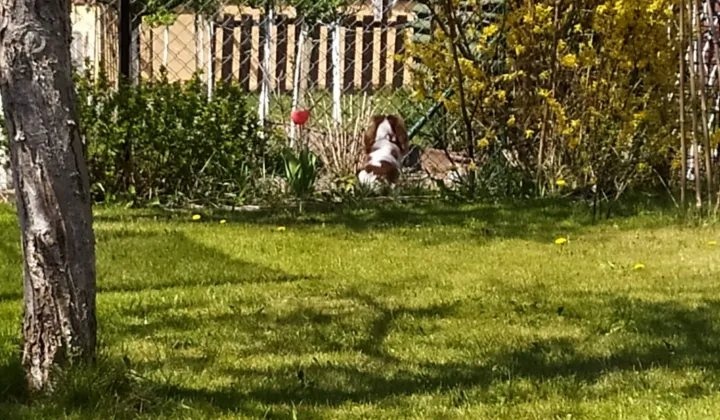 Działka rod Zabrze, ul. Brygadzistów