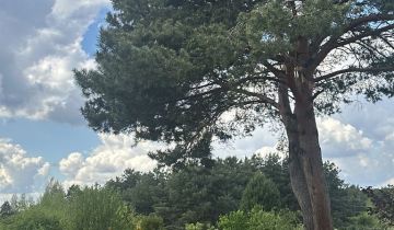 Działka rolna Zielona Góra Centrum, ul. Stefana Batorego