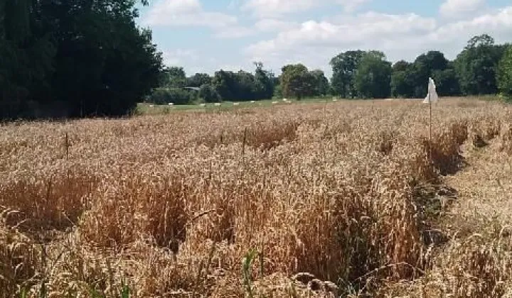 Działka budowlana Płoskie