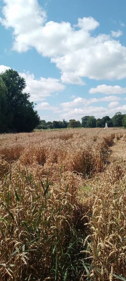 Działka budowlana Płoskie