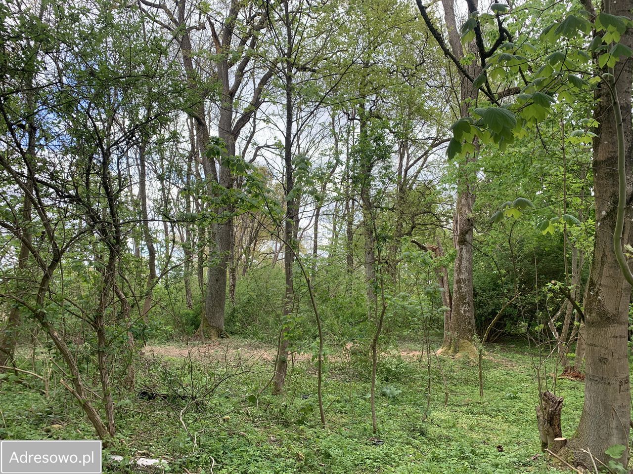 Działka budowlana Miałka. Zdjęcie 13