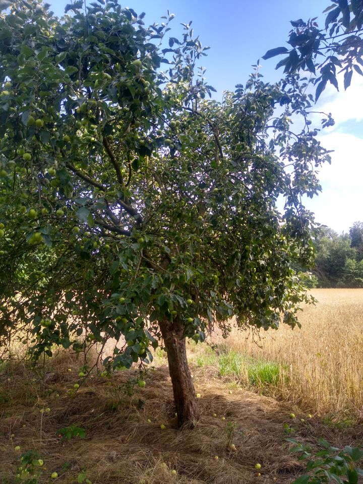 Działka siedliskowa Karczyce. Zdjęcie 3